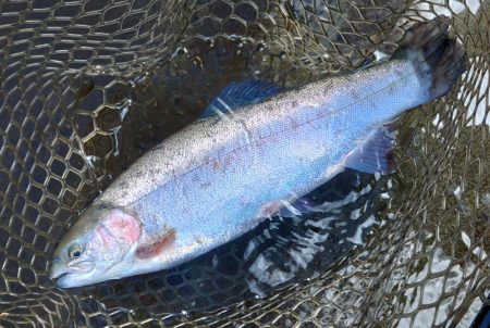 大物狙いでエキスパートエリア ～平谷湖フィッシングスポット～